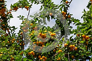 Ripe plums on green branches in the garden. A few fresh juicy round red plum berries with leaves on a tree branch under the soft