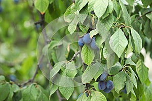 Ripe plums growing on tree in garden