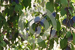 Ripe plums growing on tree in garden