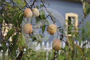 Ripe Plums hang on a Branch with Picket Fence in the Background