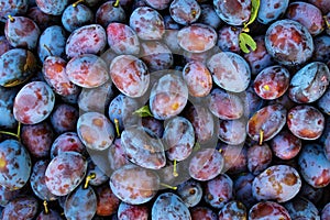 Ripe plums. Plums with a few leaves. Close up of fresh plums, top view. Macro photo food fruit plums. Texture background of fresh