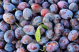 Ripe plums. Plums with a few leaves. Close up of fresh plums, top view. Macro photo food fruit plums. Texture background of fresh