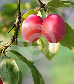 Ripe plums on the tree