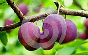 Ripe plums