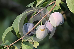 Ripe plums on a tree branch in early autumn