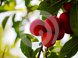 Ripe plums on a tree branch with green leaves in the background. Suitable for gardeners, fruit harvest themes, or natural food