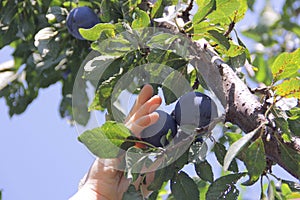 Ripe plums on the tree, picking plums in an orchard