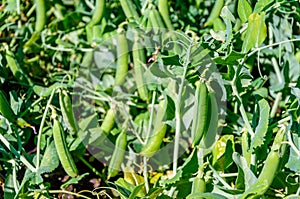 Ripe pods with garden peas from close