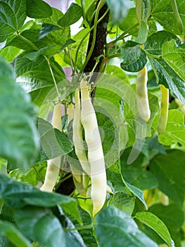 Ripe pods of kidney bean growing on farm. Bush with bunch of pods of haricot plant.