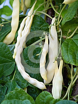 Ripe pods of kidney bean growing on farm. Bush with bunch of pods of haricot plant.