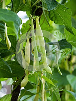 Ripe pods of kidney bean growing on farm. Bush with bunch of pods of haricot plant.