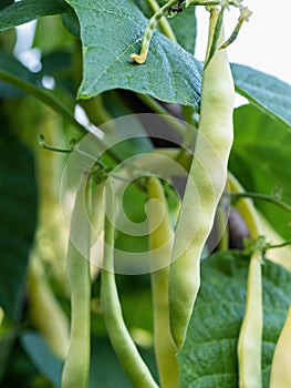 Ripe pods of kidney bean growing on farm. Bush with bunch of pods of haricot plant.