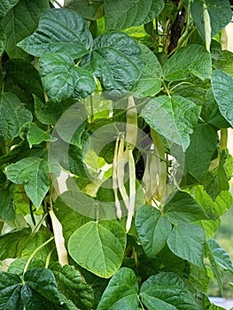 Ripe pods of kidney bean growing on farm. Bush with bunch of pods of haricot plant