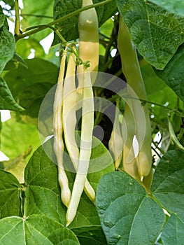 Ripe pods of kidney bean growing on farm. Bush with bunch of pods of haricot plant