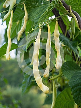 Ripe pods of kidney bean growing on farm. Bush with bunch of pods of haricot plant