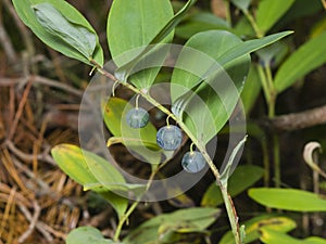Almost ripe poison berries of polygonatum odoratum, angular Solomon`s seal, macro, selective focus