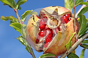 Ripe pomegranate