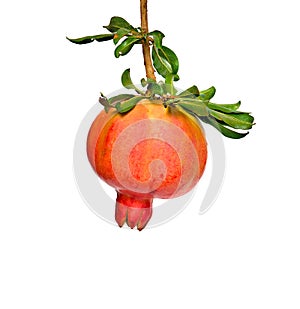 Ripe pomegranate on branch