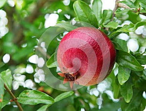 Ripe pomegranate on the branch.