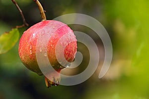 Ripe pomegranate on the branch of a tree.