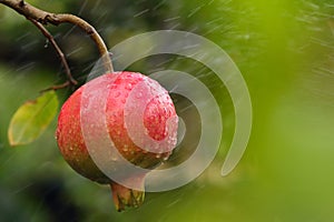 Ripe pomegranate on the branch of a tree.