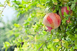 Ripe pomegranate fruit on branch in an orchard