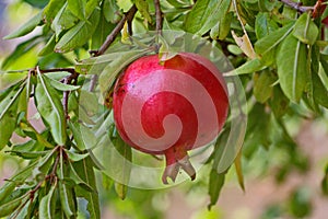 Ripe pomegranate fruit hanging on a pomegranate tree