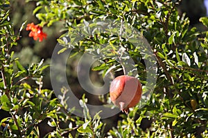 ripe pomegranate fruit hanging in a tree