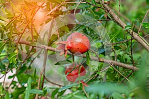 Ripe pomegranate fruit hanging on a tree with sunset