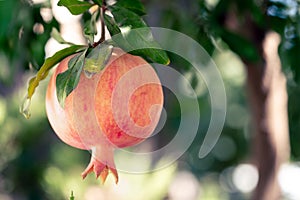 Ripe pomegranate fruit hangs on tree branch in the garden in summer day