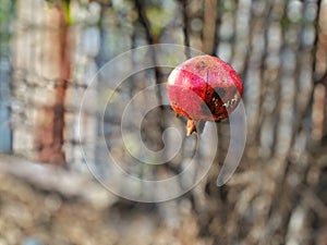 Ripe pomegranate fruit stands alone on the dry branch of the tree, summer season, not freshness, no raining come to the land.