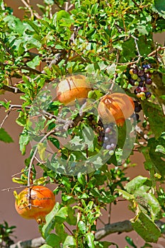 Ripe pomegranate fruit on tree