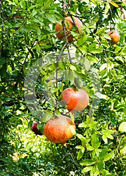 Ripe pomegranate fruit in tree