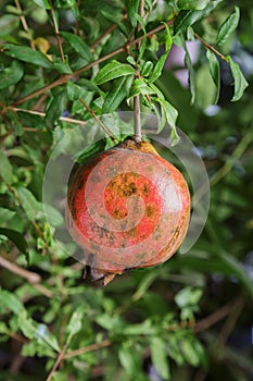 Ripe pomegranate fruit on tree.