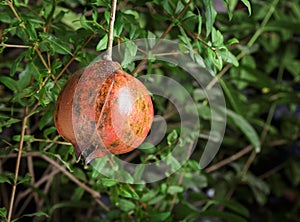 Ripe pomegranate fruit on tree.