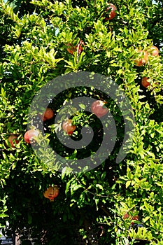 Ripe pomegranate fruit on tree branch