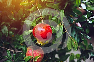 Ripe pomegranate fruit on the tree branch