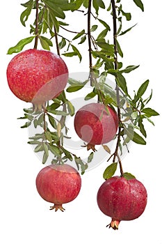 Ripe pomegranate fruit on tree branch.