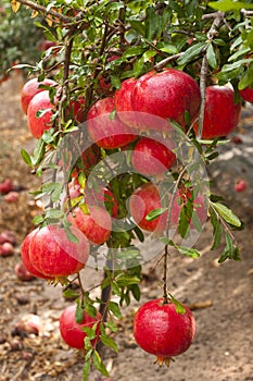 Ripe pomegranate fruit on tree branch.