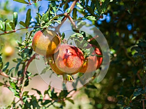 Ripe Pomegranate Fruit on Tree Branch.