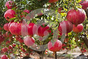 Ripe pomegranate fruit on tree branch. photo