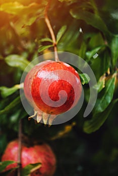 Ripe pomegranate fruit on the tree branch