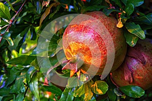 Ripe pomegranate fruits on a pomegranate tree