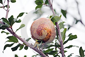 A ripe pomegranate hanging on a branch.