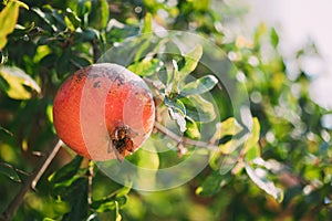 Ripe Pomegranate Hanging On Branch In Autumn Season