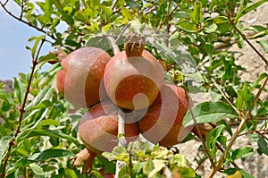 Ripe pomegranate on a tree in a vegetable garden