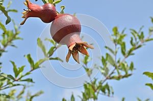 Ripe pomegranate on a tree in a vegetable garden