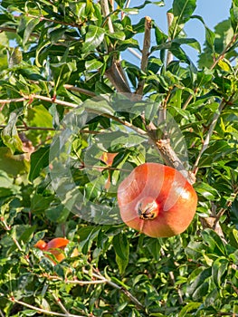 Ripe pomegranates on a branch in a tree