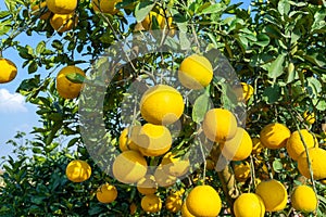 Ripe pomelo fruits hang on the trees in the garden