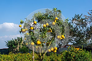 Ripe pomelo fruits hang on the trees in the garden